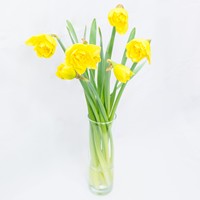 Bouquet heerful Daffodils - view more