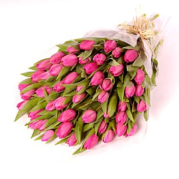 Pink tulips - view more